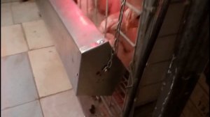 Кормушка для курей, бройлеров своими руками