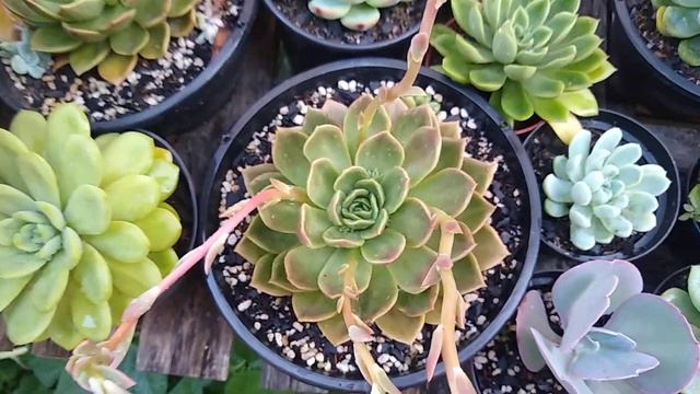 Suculentas Que Precisam Ser REPLANTADAS URGENTE 😳 muito lindas 😍 смотреть онлайн