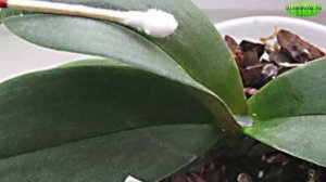 ЕСЛИ ПОВРЕЖДЕНА ТОЧКА РОСТА - СЕРДЦЕВИНА ОРХИДЕИ ? КАК СПАСТИ ОРХИДЕЮ БЕЗ ТОЧКИ РОСТА #oldenburgru