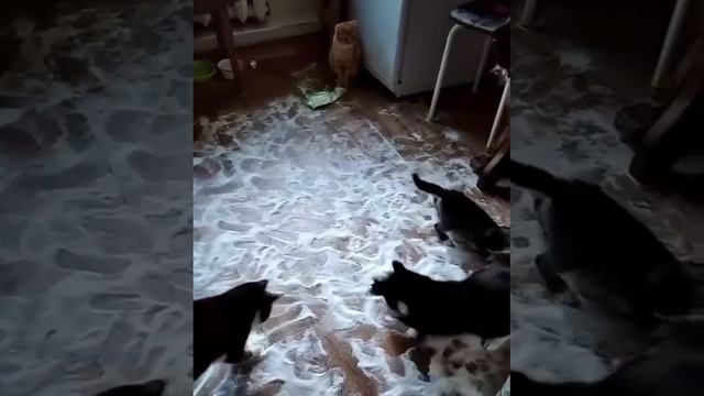 Кототерапия - тут котики