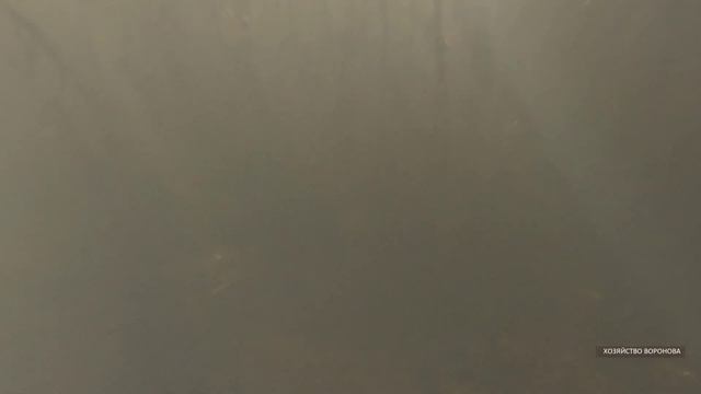 Куда исчезают водоросли в пруду зимой? Перегнивают смотреть онлайн