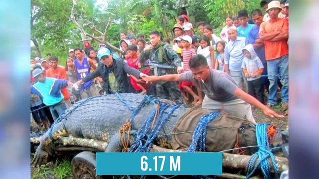 7 Аномально Больших Животных В Мире смотреть онлайн