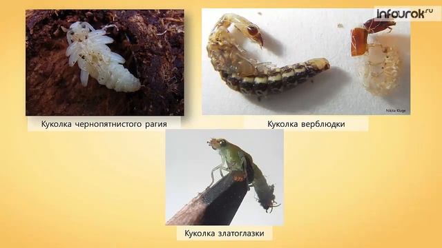 Размножение и развитие насекомых смотреть онлайн