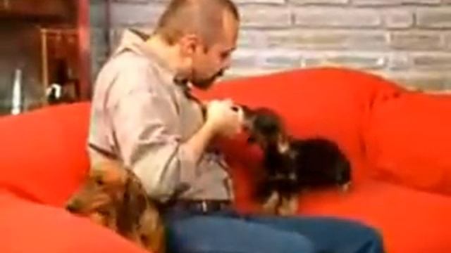 Собаки от А до Я Таксы смотреть онлайн