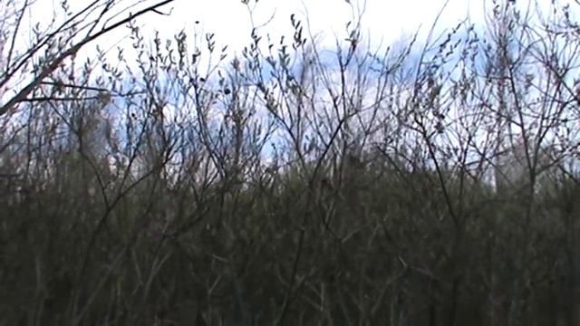 цветет ива смотреть онлайн