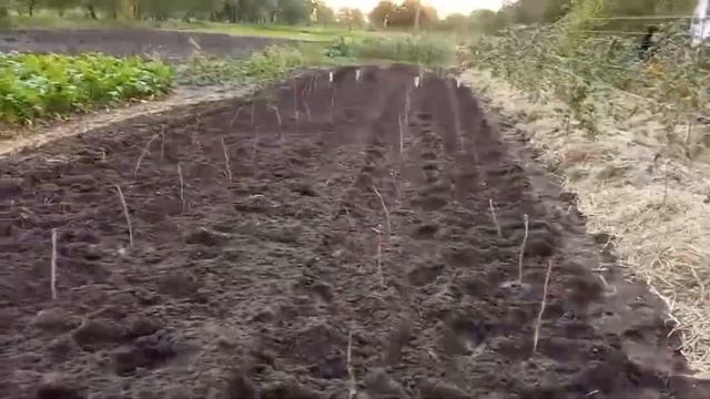 Малина сорт Зюгана с закрытой корневой системой (ЗКС) из питомника смотреть онлайн