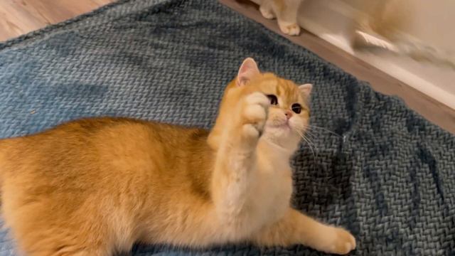 ☀️Они приехали! ☀️ мелкие покупки для себя и детей ☀️ что нового? смотреть онлайн