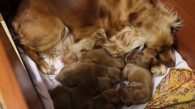 Собака родила! Жуля родила щенков! Чем и сколько кормить беременную и кормящую собаку. смотреть онлайн