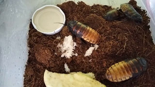 Мадагаскарский таракан домашний. Наши большие тараканы шипуны смотреть онлайн