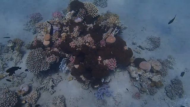 Кораллы. Сахл-Хашиш (Corals. Sahl Hasheesh)