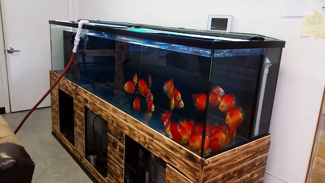 Big Water Change 240 Gallon Discus Tank @ Discus America Part 2