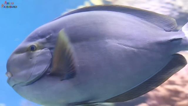 Морские рыбки, Подводный мир, Осминог, скат, акула, рыба лягушка, спинорог Пикассо, рыба-хирург и д смотреть онлайн