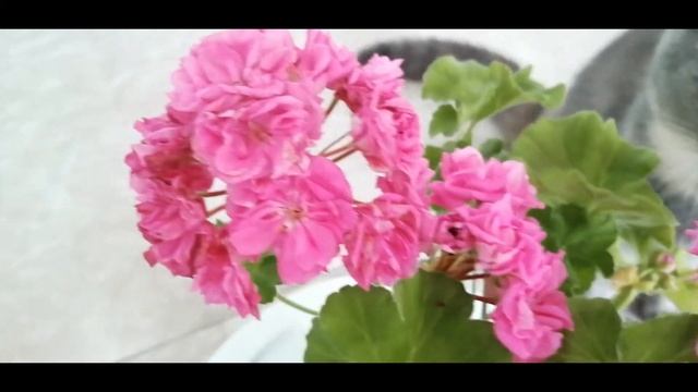 ПЕЛАРГОНИЯ СОРТ LARA HARMONI смотреть онлайн