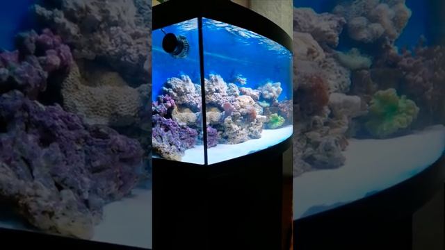 Сегодня решил почистить стенки, так как пошли диадомовые. Идём дальше.