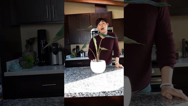 Alocasia - 'Elephant's Ear' , 'Giant Taro'