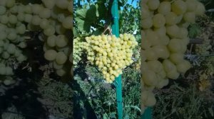 Обзор Сорта винограда Памяти Шатилова