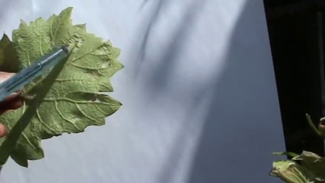 Виноград. Войлочный клещ(зудень) смотреть онлайн