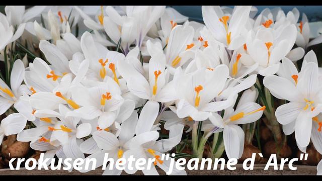 Krokusen jeanne d`Arc смотреть онлайн