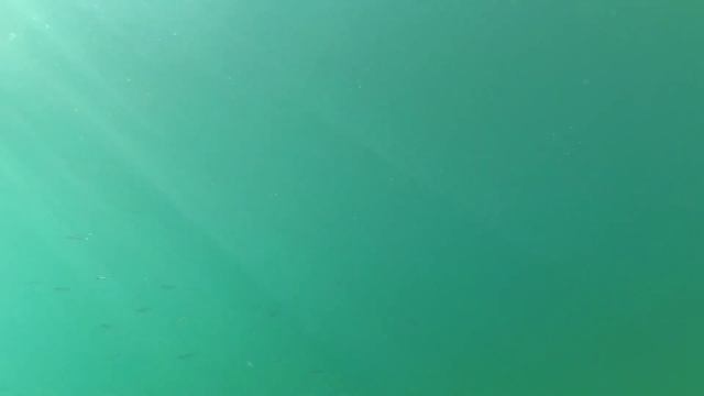 15 ноября 2021 г. Черное море Дивноморское. Большой аквариум ?. барабуля, ставридка, карасик, кефал смотреть онлайн