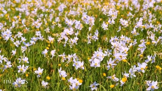 Beautiful Instrumental Music, Peaceful Relaxing Meditation Music, 