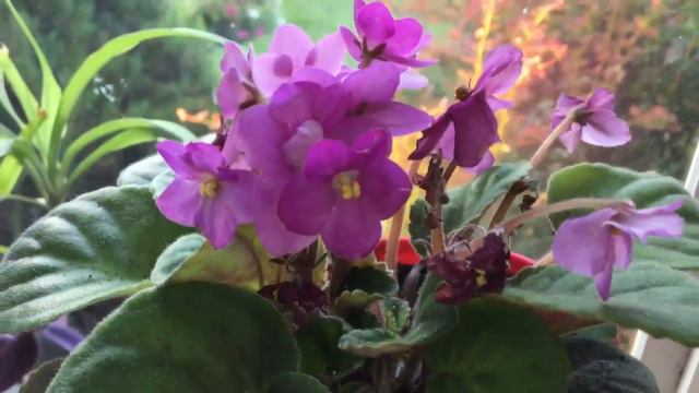 🌼🌺Another new beautiful African Violet Saintpaulia houseplant🌺🌼 смотреть онлайн