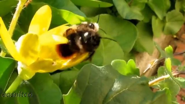 Оса! Смертельная схватка. смотреть онлайн