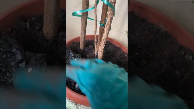 Как удобрять комнатные растения!? Шортс. смотреть онлайн