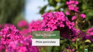 Флоксы Елены Константиновой