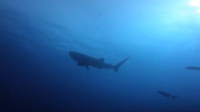 DA Tubbataha смотреть онлайн