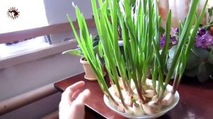 Чеснок на тарелке#2   Выращивание на зелень. Огород на подоконнике.