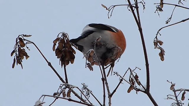 Первый снегирь нынешней зимы :) смотреть онлайн
