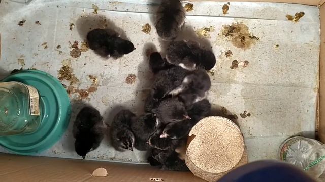 Первые в моей жизни цыплята.