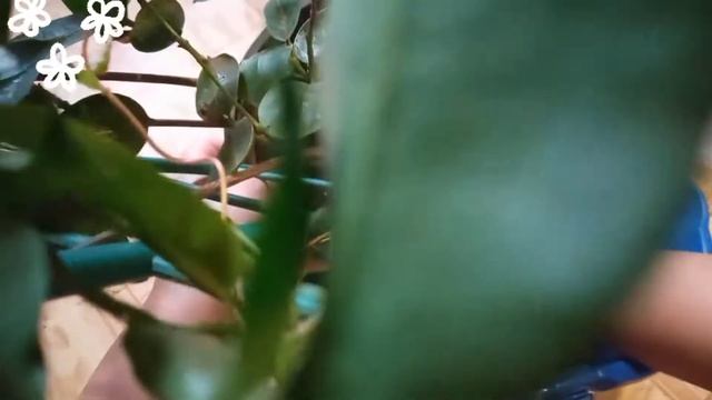 Дипладения-королева комнатных лиан.Не цветет? смотреть онлайн