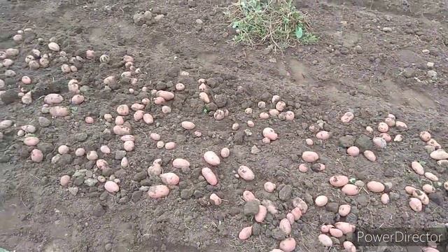 Самодельная двухрядная картофелекопалка для трактора Т-25 снова в работе. Урожай 2020 смотреть онлайн