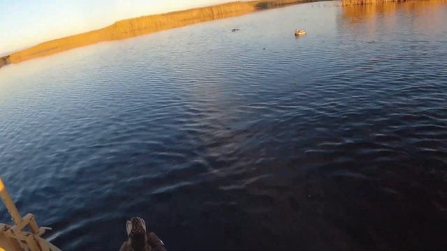 ОХОТА УТКА ТЕМРЮК /DJI Mini2