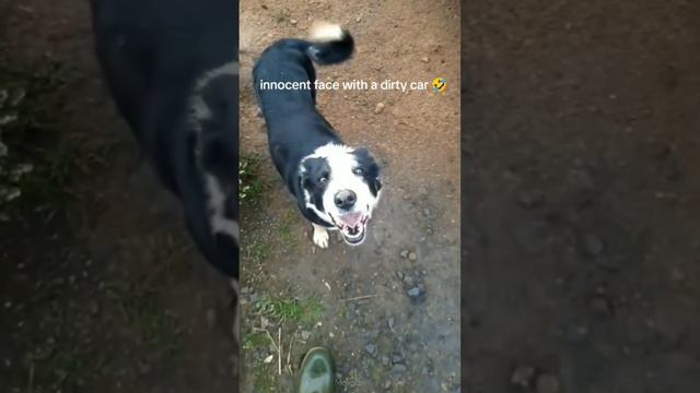 FUNNY CATS and DOGS 🐱🐶 Crazy Animals 🐾 New Funniest Animals Videos 2023 😂 смотреть онлайн