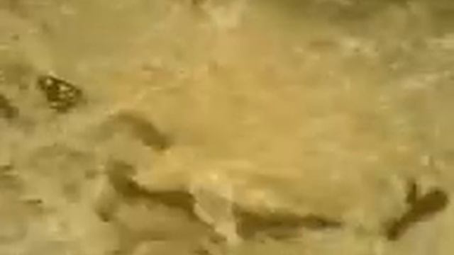 ТигрОВИЙ балка ¤ смотреть онлайн