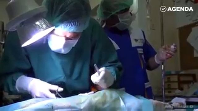 В Турции кошка родила в больнице! смотреть онлайн
