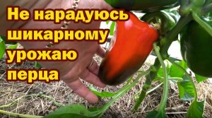 Лучшие сорта болгарского перца