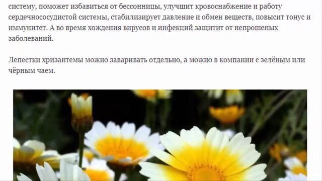 Хризантема овощная смотреть онлайн