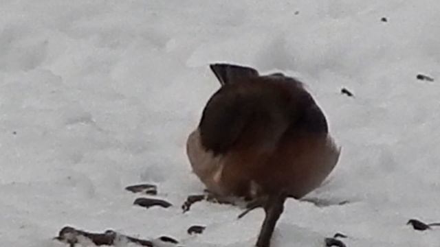 Дрозд, зяблик зимой смотреть онлайн