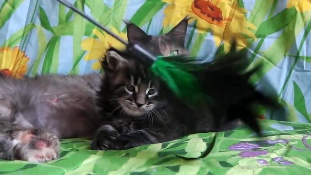 ЛИРИКУМ Усан Мордобай котенок мейн-кун 1 месяца черный мраморный смотреть онлайн