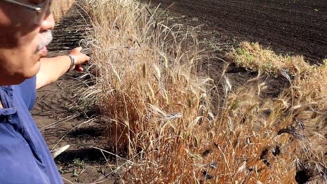 Дикие сорта озимых и яровых пшениц. Виды пшениц. смотреть онлайн