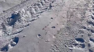 Охота на волка. Конец стаи!!!!