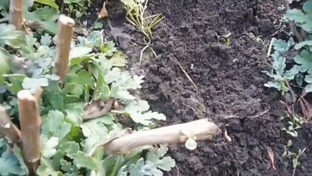 немного о многолетиках глубокой осенью смотреть онлайн