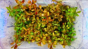 Мои акватеплицы с аквариумными растениями