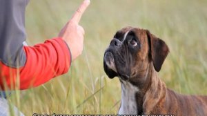 Щенок скулит, когда остается один: как отучить