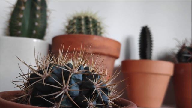 🌵TODO SOBRE LOS CACTUS 🌵 | Efecto Del Orden