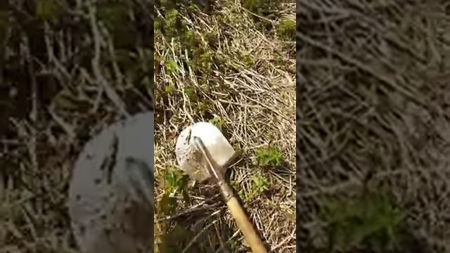 Коп металла бюджетным металлоискателем часть2 смотреть онлайн