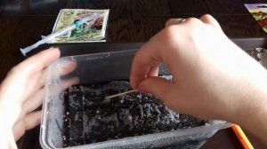 Выращивание колеуса из семян. Посев колеуса на салфетку